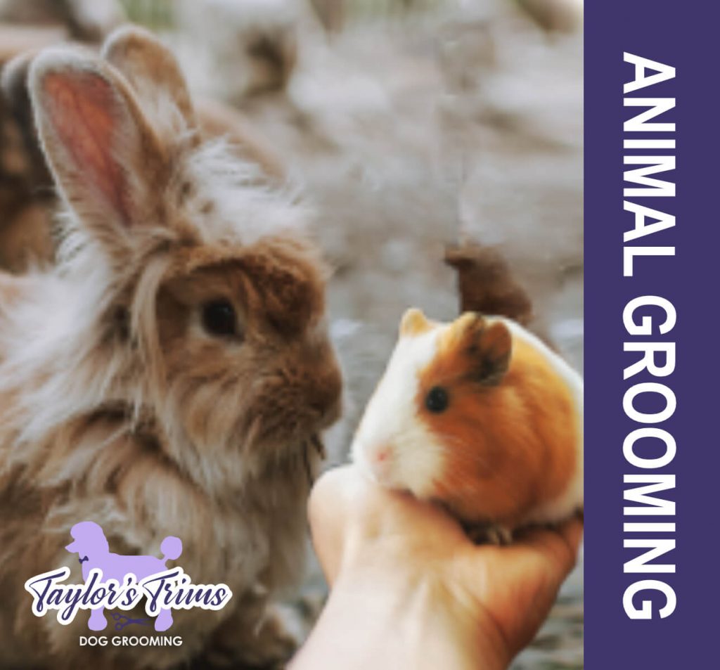 Animal Grooming Ashford