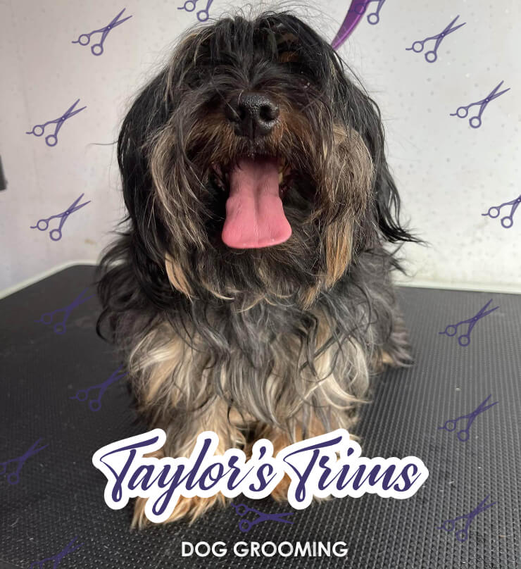 Taylors Trims Dog Grooming Ashford Surrey Slider 1