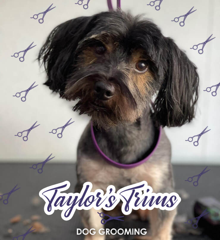 Taylors Trims Dog Grooming Ashford Surrey Slider